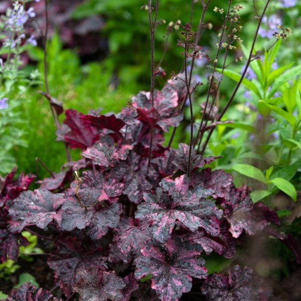 A cluster of dark red and purple Heuchera leaves with tall flowering stalks, surrounded by green foliage and small purple flowers in a garden setting.