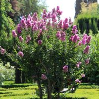 Lagerstroemia 'Pink' Crepe Myrtle 6" Pot