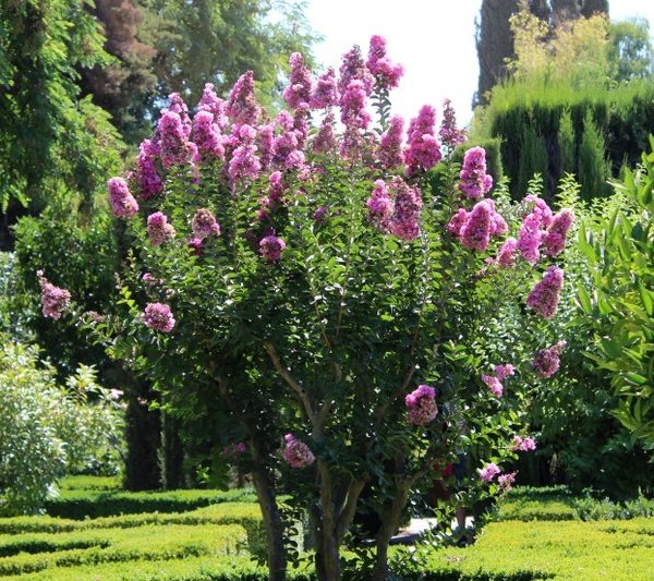 Lagerstroemia 'Pink' Crepe Myrtle 6" Pot