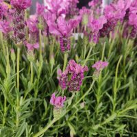 Lavandula Lavinnova®'The Princess' Lavender 6" Pot