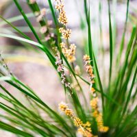 Lomandra 'Echidna Grass' 8" Pot