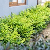 Small Shrubs (up to 50cm)