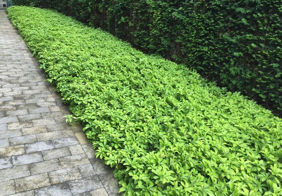 Pachysandra terminalis 'Japanese Spurge'
