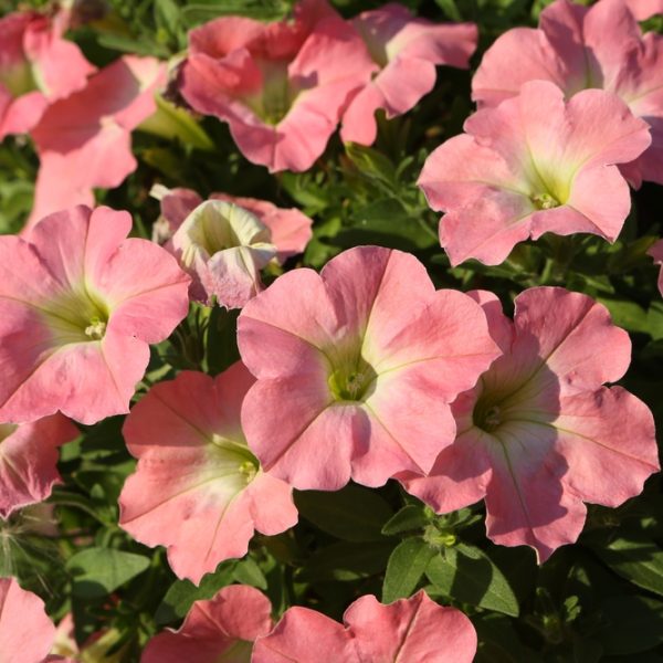 Petunia 'Coral Delight' 10" (Hanging Basket)