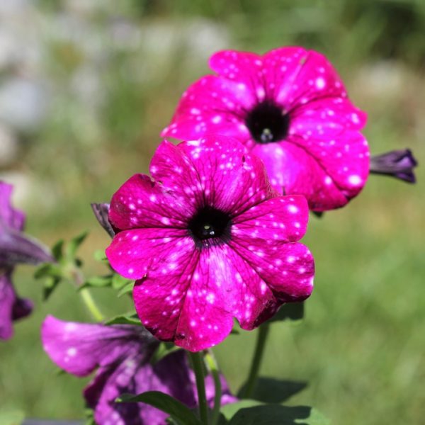 Two bright purple petunia flowers with white speckles are in focus, set against a blurred green background.