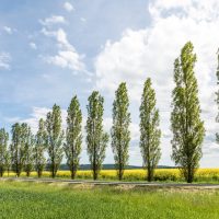 Populus 'Simon's Poplar'