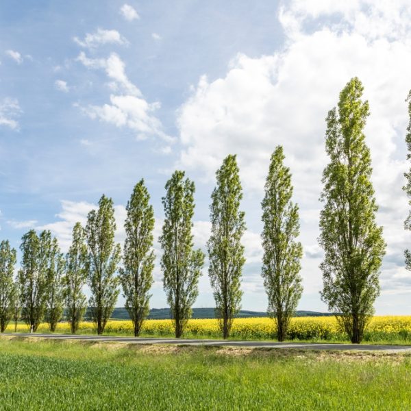 Populus 'Simon's Poplar'