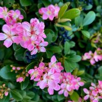Rhaphiolepis 'Pink Punch' Indian Hawthorn 8" Pot