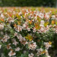 Rhaphiolepis 'Dwarf Indian Hawthorn' 6" Pot