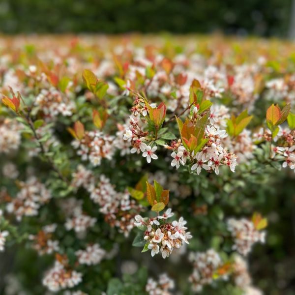 Rhaphiolepis 'Dwarf Indian Hawthorn' 6" Pot