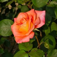 A single orange-pink rose in full bloom, surrounded by green leaves in bright sunlight.