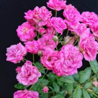 A 2ft Standard Rose 'China Doll' features vibrant pink blooms and lush green leaves, displayed gracefully against a solid black background.