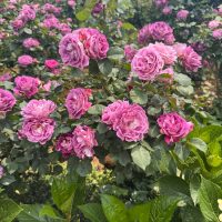 Rose 'Fairy Godmother' Bush Form