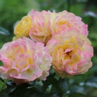 Rose 'Lampion®'