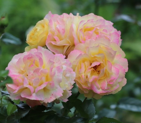 Rose 'Lampion®'