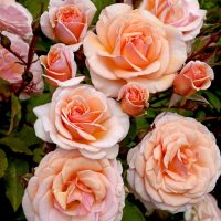 Rose 'Lionheart' Bush Form