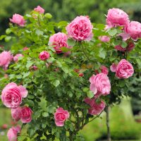 Rose 'Only You™' Bush Form