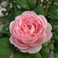 Rose 'Per-Fyoom' Bush Form