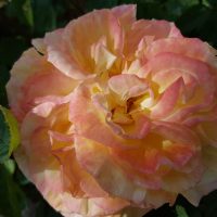 Rose 'Perfect Harmony™' Bush Form