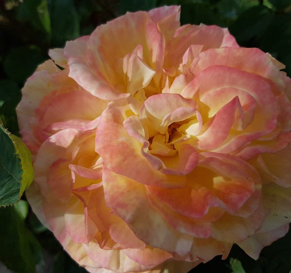 Rose 'Perfect Harmony™' Bush Form