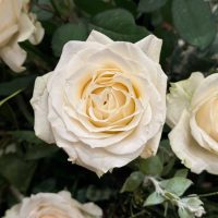 Close-up of a white rose in full bloom, surrounded by green leaves and additional white roses in the background.