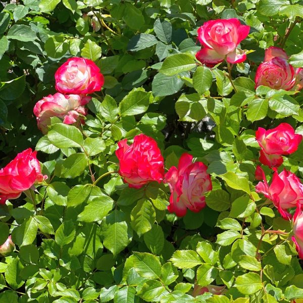 Rose 'Show Off™' Bush Form