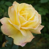 Rose 'Sunny Sky' Bush Form