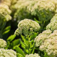 Sedum 'Iceberg' 8" Pot