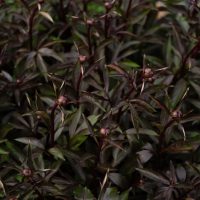 Strobilanthes 'Goldfussia'