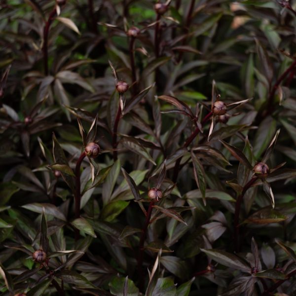 Strobilanthes 'Goldfussia' 8" Pot