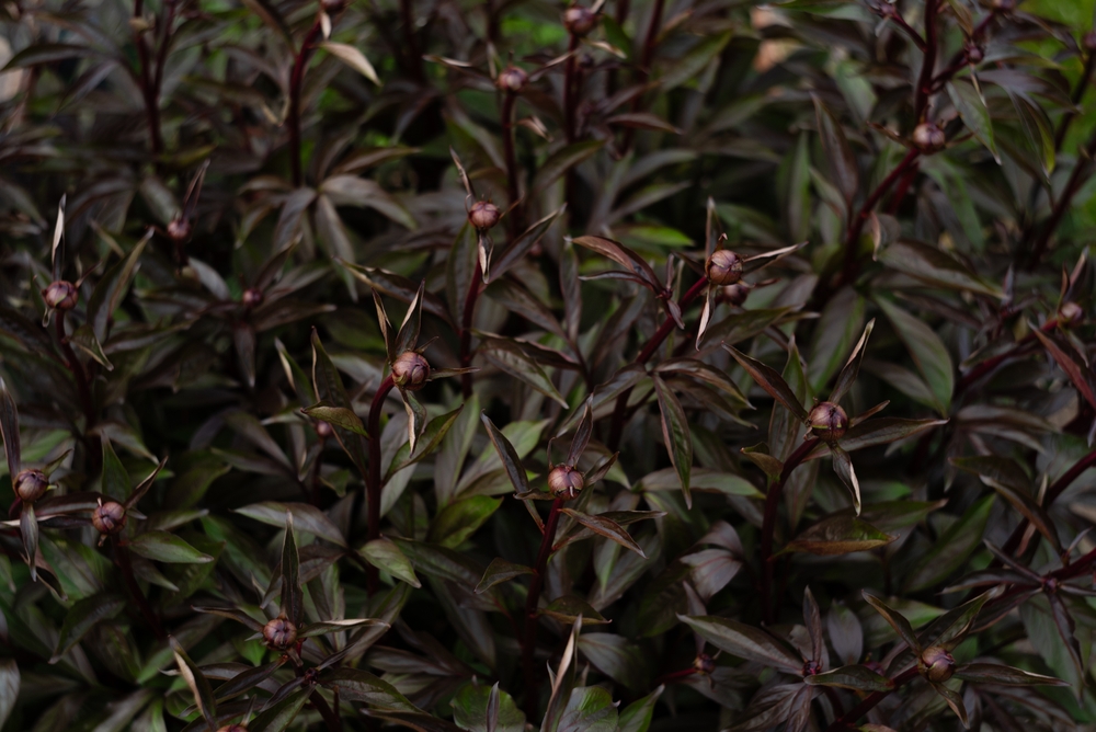 Strobilanthes 'Goldfussia' 3" Pot
