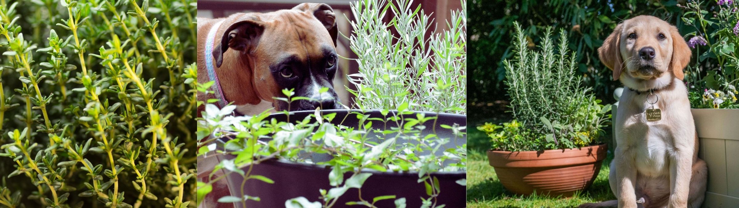 Three panels: close-up of green herbs, a dog sniffing a potted plant labelled Dog Friendly Plants, and a dog sitting outdoors beside large plant containers.