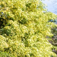 Acacia 'Prickly Moses' 6" Pot