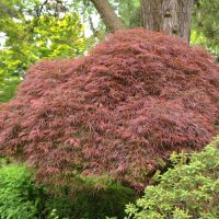 Weeping Japanese Maples