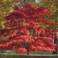 Upright Japanese Maples