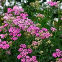 Achillea 'Cerice Queen' 4" Pot