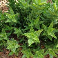 Aloe ‘Tiger Tooth Aloe’ features spiky green, pointed leaves that thrive in rocky soil. Ideal for a 10cm pot.
