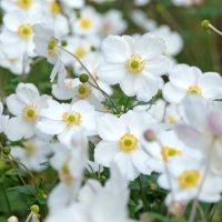 Anemone 'Snow Angel' 6" Pot