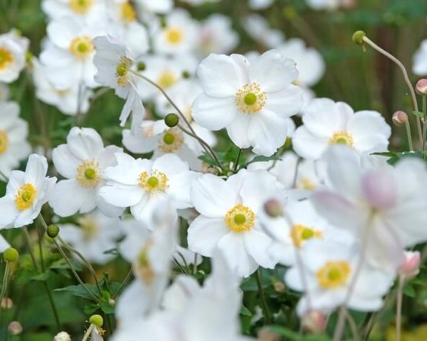 Anemone 'Snow Angel' 6" Pot
