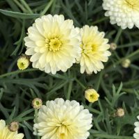 Argyranthemum 'Aramis Double Primrose' Marguerite Daisy 6" Pot