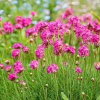 Armeria 'Ruby Petite' Sea Thrift 6" Pot