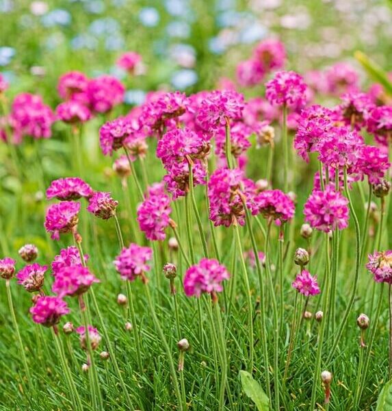 Armeria 'Ruby Petite' Sea Thrift 6" Pot