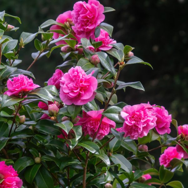 Camellia japonica 'Debbie'