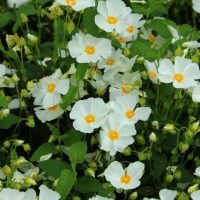 Cistus 'Snow White' 6" Pot
