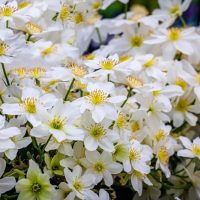 Clematis 'Sweet Hart' 6" Pot