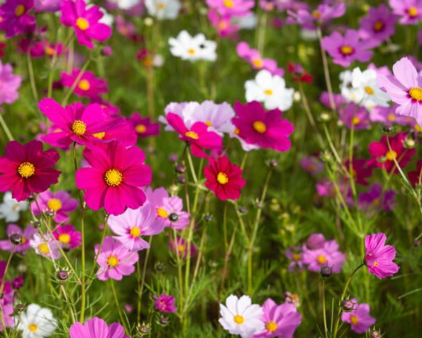 Cosmos 'Sensation Mix' 4" Pot