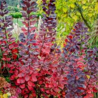 Cotinus 'Velvet Cloak' Smoke Bush
