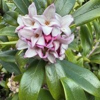 Daphne 'Perfume Princess™'