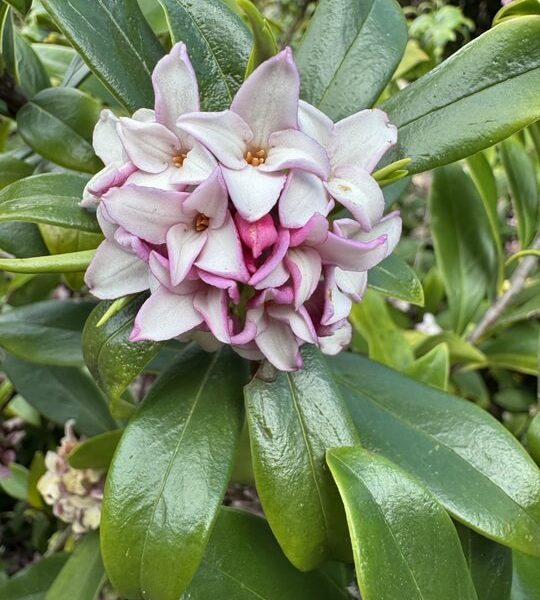 Daphne 'Perfume Princess™' 6" Pot