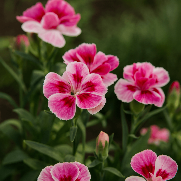 Dianthus 'Pink and Proud' Carnation 6" Pot